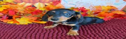 Miniature Dachshund dogs for sale: Chaps - Ad 3