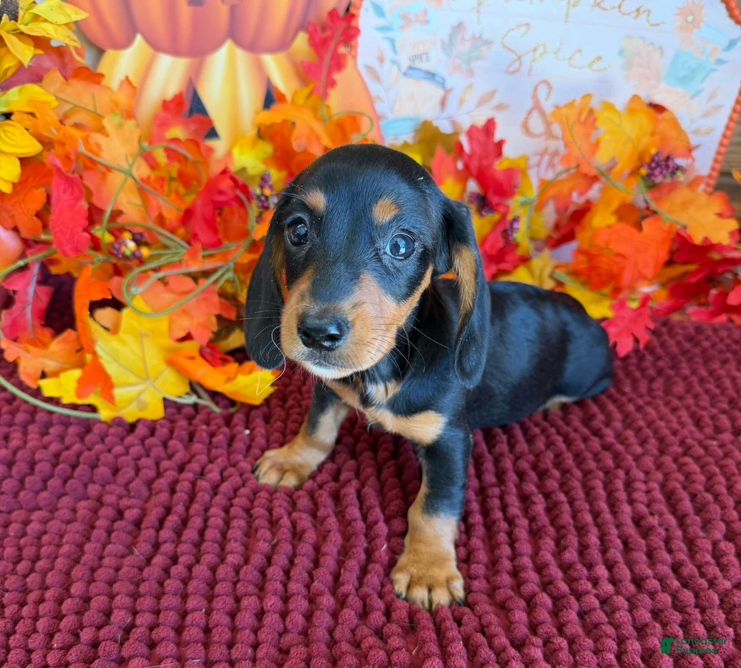 Miniature Dachshund dogs for sale: Chaps - Ad 3
