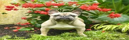 French Bulldog dogs for sale: Bafi  - Ad 1