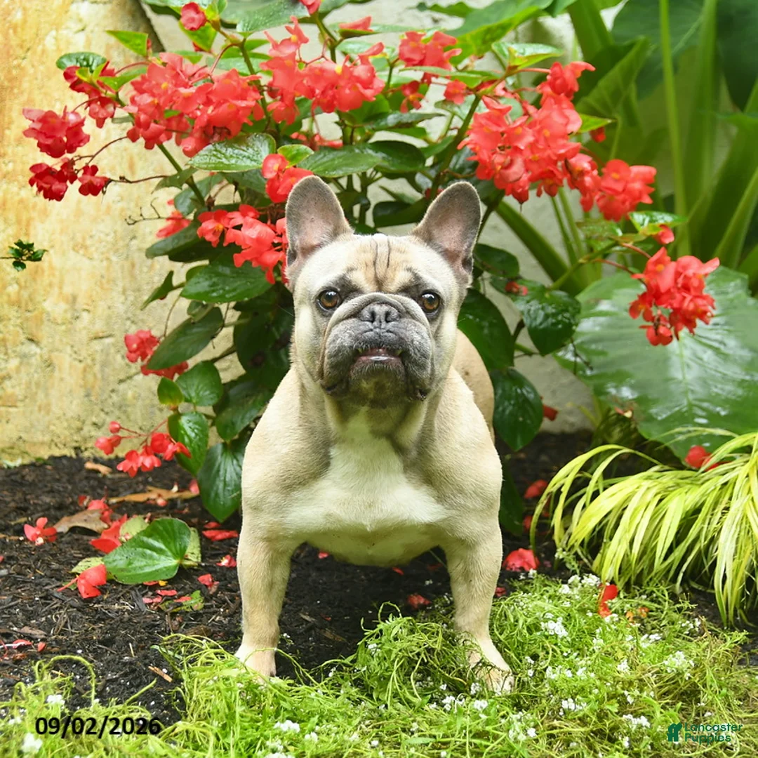 French Bulldog dogs for sale: Bafi  - Ad 1
