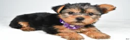 Yorkshire Terrier dogs for sale: Dora - Ad 3