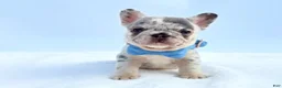 French Bulldog dogs for sale: Leon - Ad 2