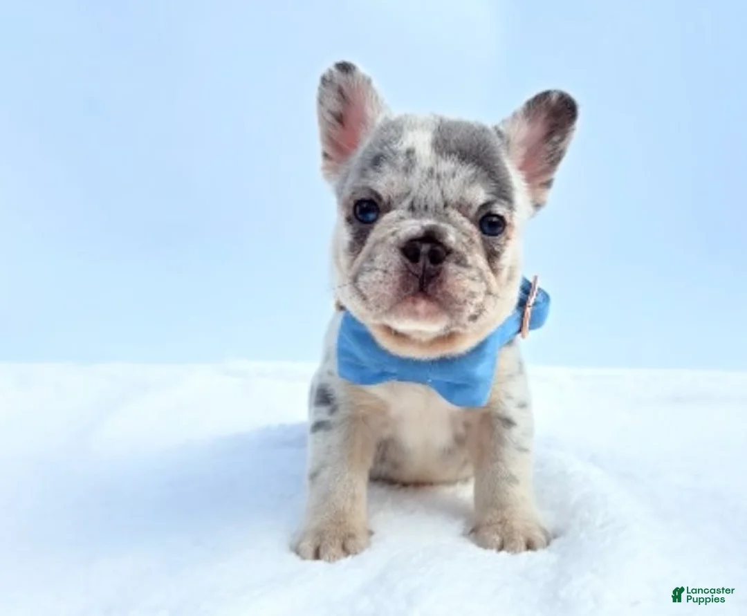 French Bulldog dogs for sale: Leon - Ad 2