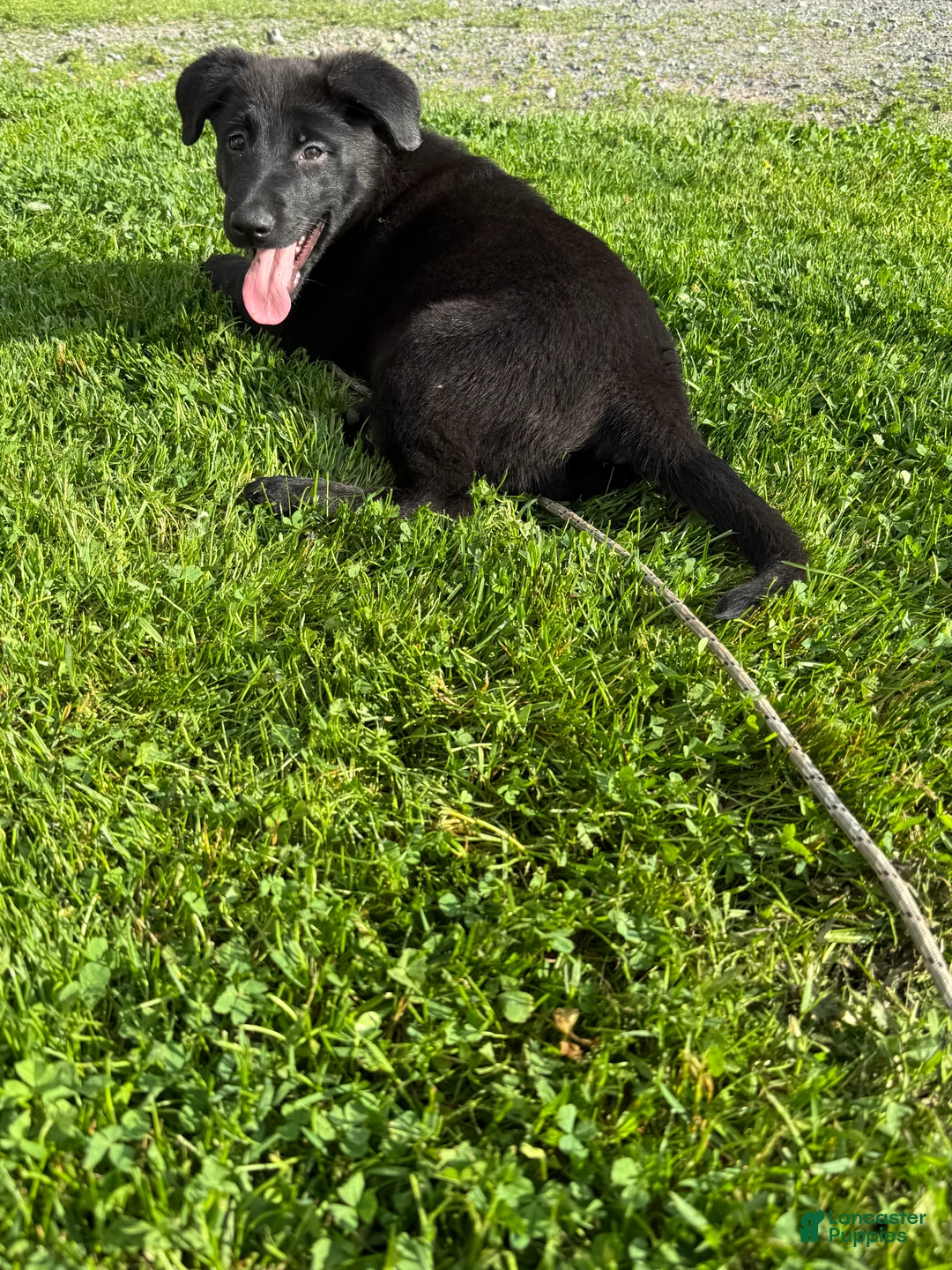 Sheprador dogs for sale: Cocoa - Ad 1