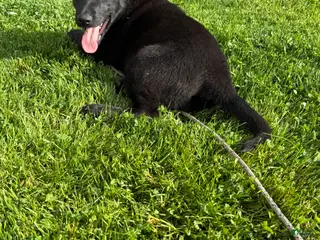 Sheprador dogs Cocoa - Ad 5