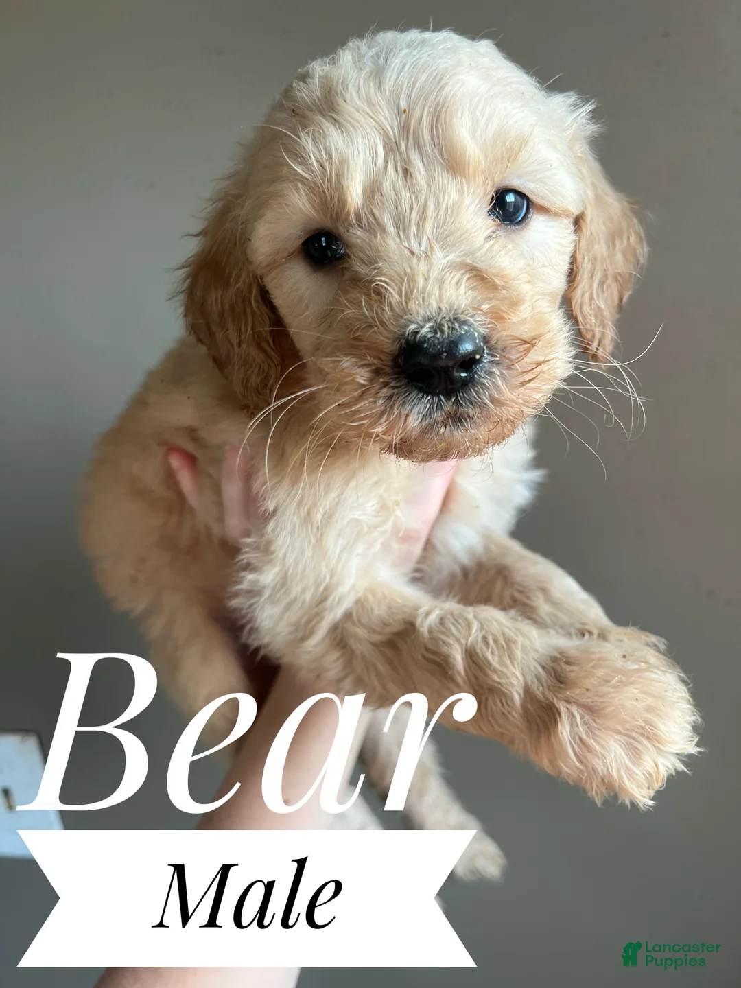 Goldendoodle dogs for sale: Bear  - Ad 1