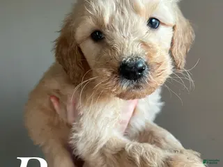 Goldendoodle dogs for sale: Bear - Ad 4