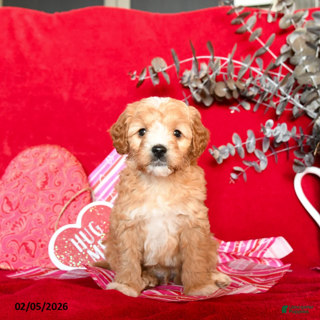 Yorkiepoo dogs for sale: Camelot - Ad 4