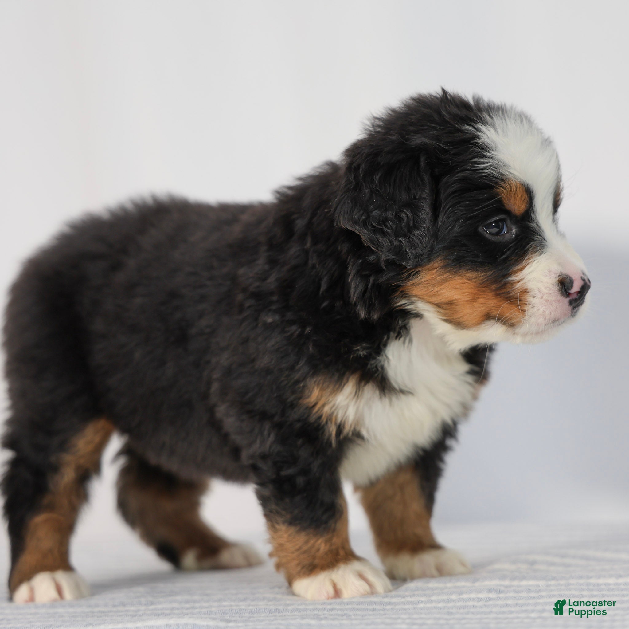 Bernese Mountain Dog dogs Raven - Ad 2