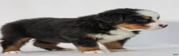 Bernese Mountain Dog dogs for sale: Raven - Ad 2