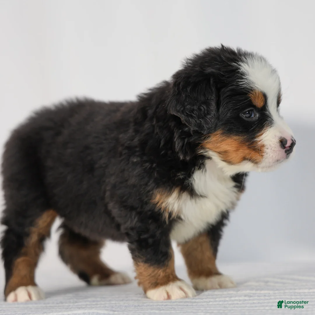 Bernese Mountain Dog dogs for sale: Raven - Ad 2