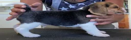 Beagle dogs for sale: Beagle 3 - Ad 1