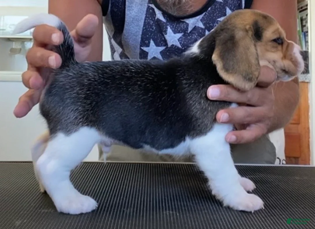Beagle dogs for sale: Beagle 3 - Ad 1