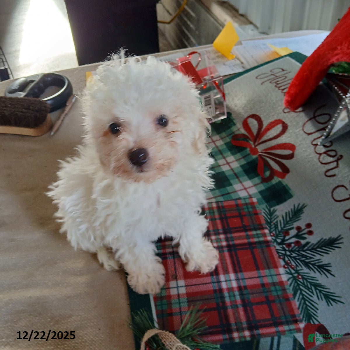 Miniature Poodle dogs Holly - Ad 31