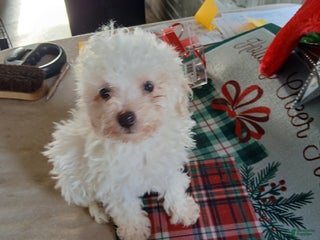 Miniature Poodle dogs Holly - Ad 31