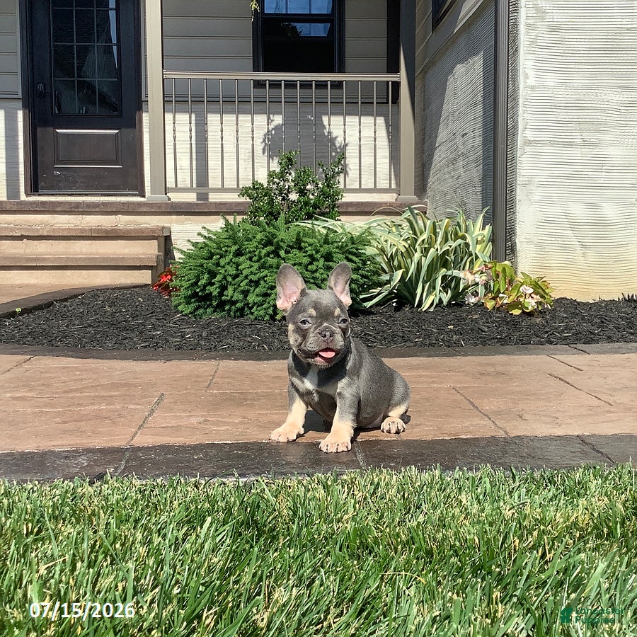 French Bulldog dogs Vadar - Ad 2