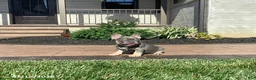 French Bulldog dogs for sale: Vadar - Ad 2