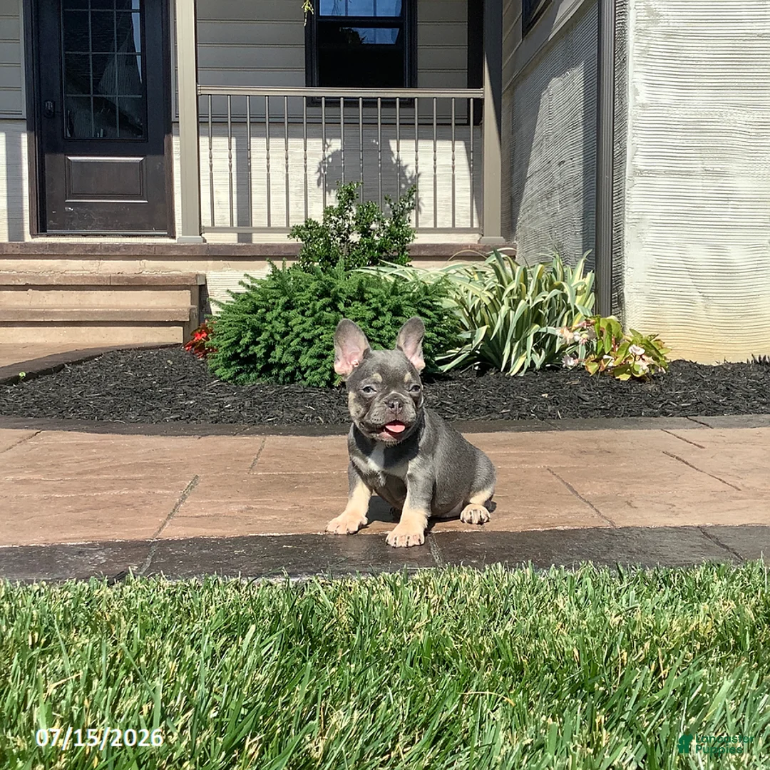 French Bulldog dogs for sale: Vadar - Ad 2
