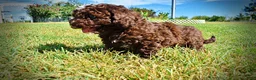 Havapoo dogs for sale: Juno-LABOR DAY SALE-TAKE $100 OFF!!! - Ad 20