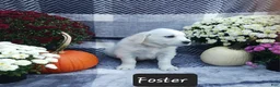 Golden Retriever dogs for sale: Foster  - Ad 2