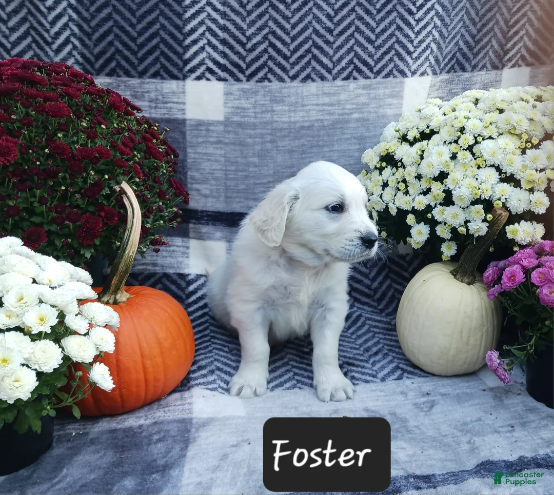 Golden Retriever dogs for sale: Foster  - Ad 2
