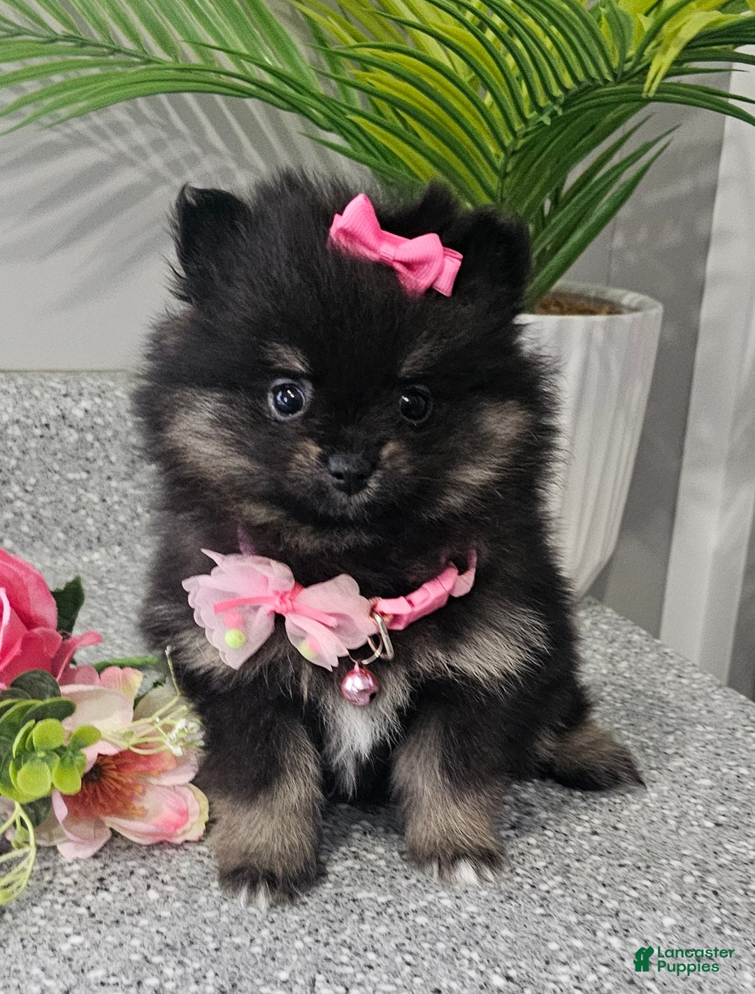 Pomeranian dogs for sale: Jazzy  - Ad 1