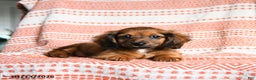Miniature Dachshund dogs for sale: Riley - Ad 5