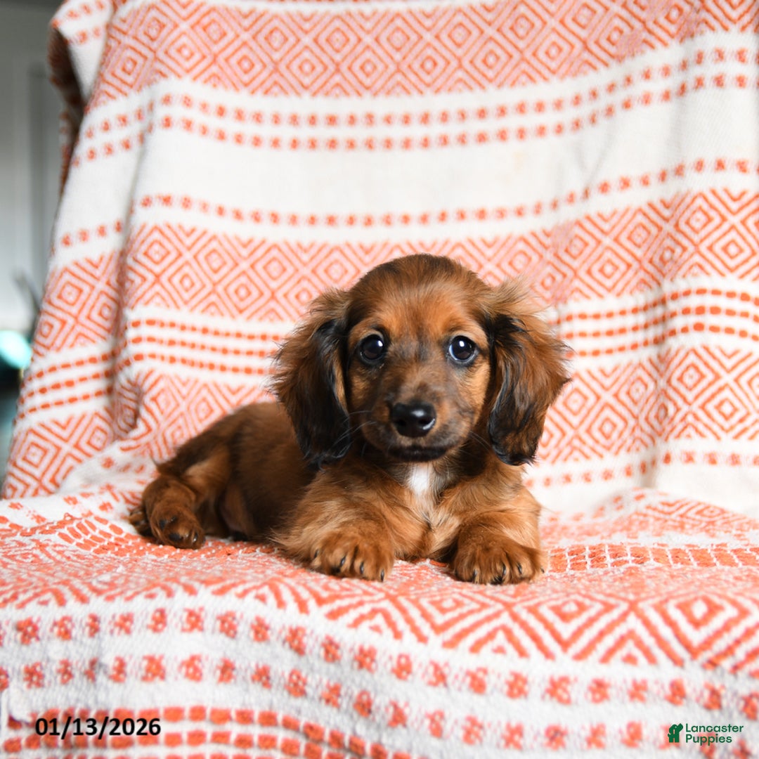 Miniature Dachshund dogs for sale: Riley - Ad 5