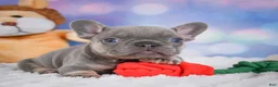 French Bulldog dogs for sale: Tulip - Ad 8