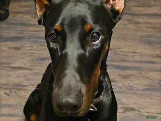 Doberman Pinscher dogs Prince Charming - Ad 30