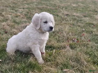 Golden Retriever dogs Ruger - Ad 6
