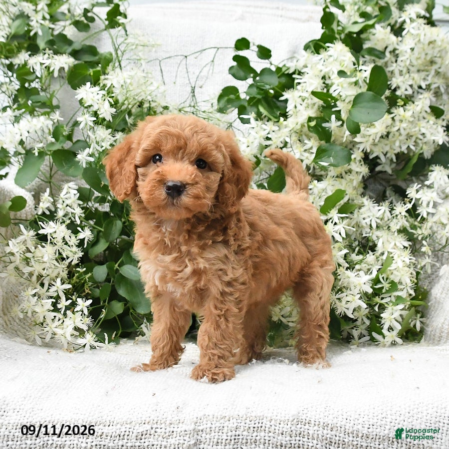 Goldendoodle dogs Jolene - Ad 1