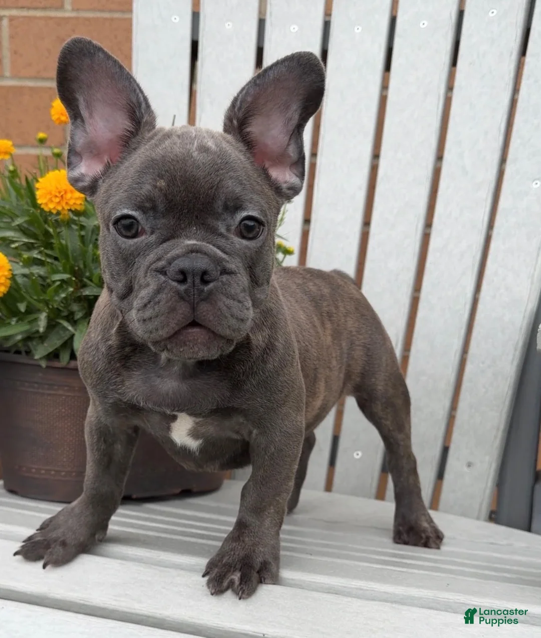 French Bulldog dogs for sale: Bluey - Ad 2