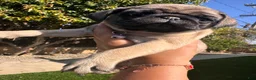 Pug dogs for sale: Pug Puppy 2 red - Ad 7