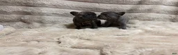 French Bulldog dogs for sale: Princess - Ad 10