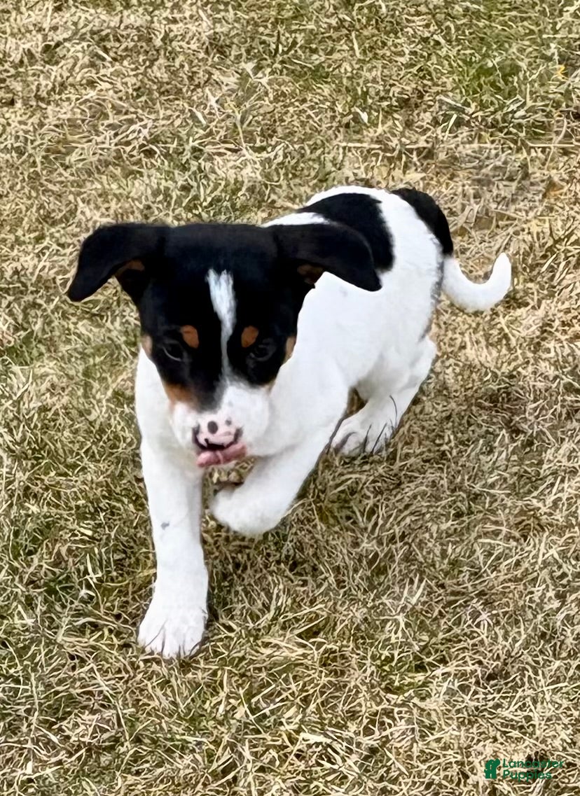 Mixed Breed dogs Yorky Pomeranian - Ad 2