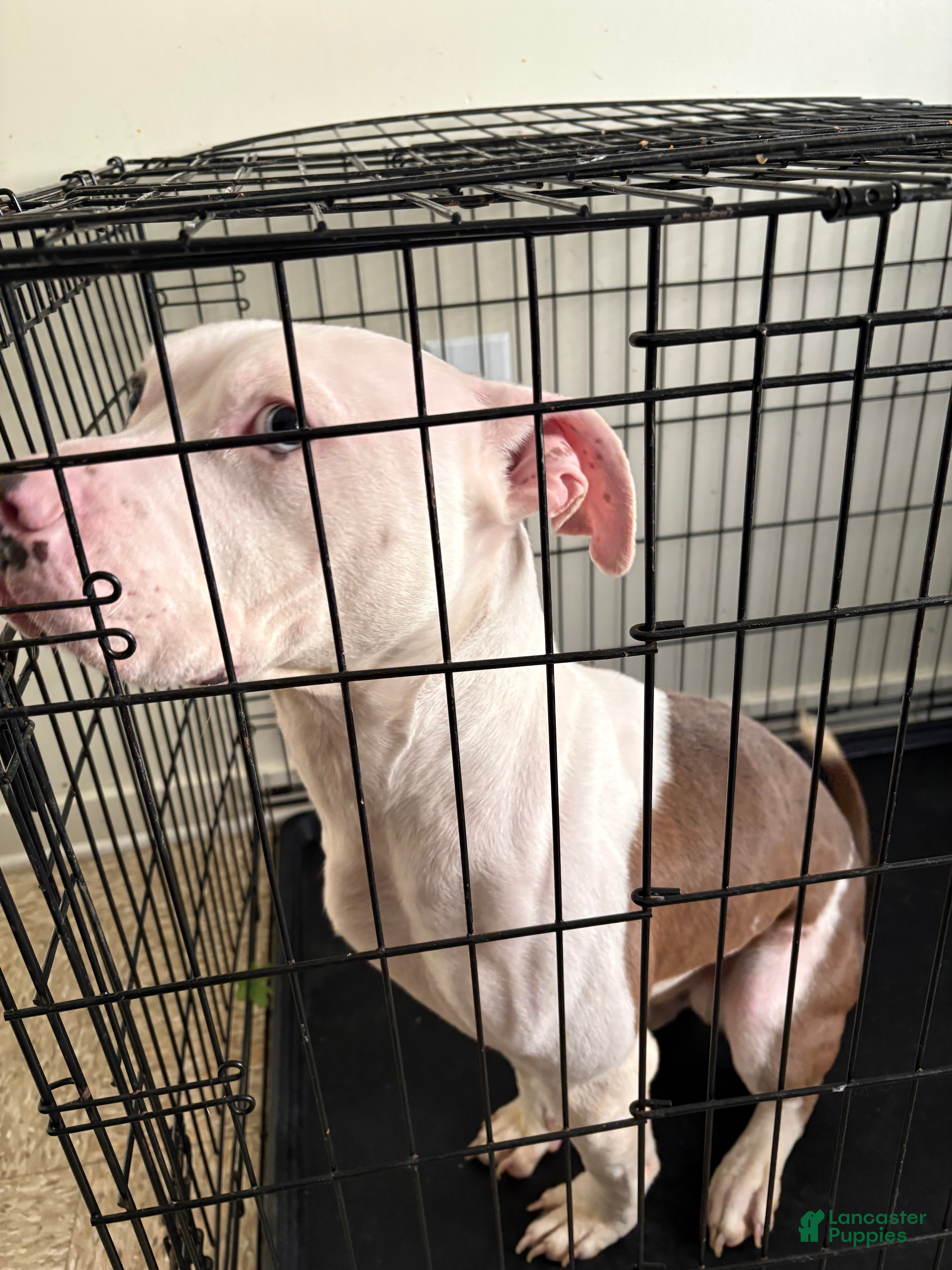 Mixed Breed dogs Mixed Breed Puppy 1 - Ad 23