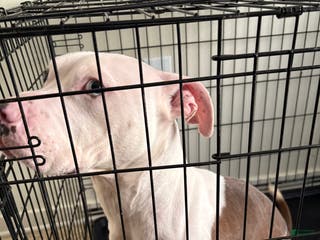 Mixed Breed dogs Mixed Breed Puppy 1 - Ad 23