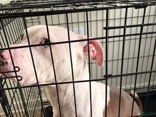 Mixed Breed dogs Mixed Breed Puppy 1 - Ad 28