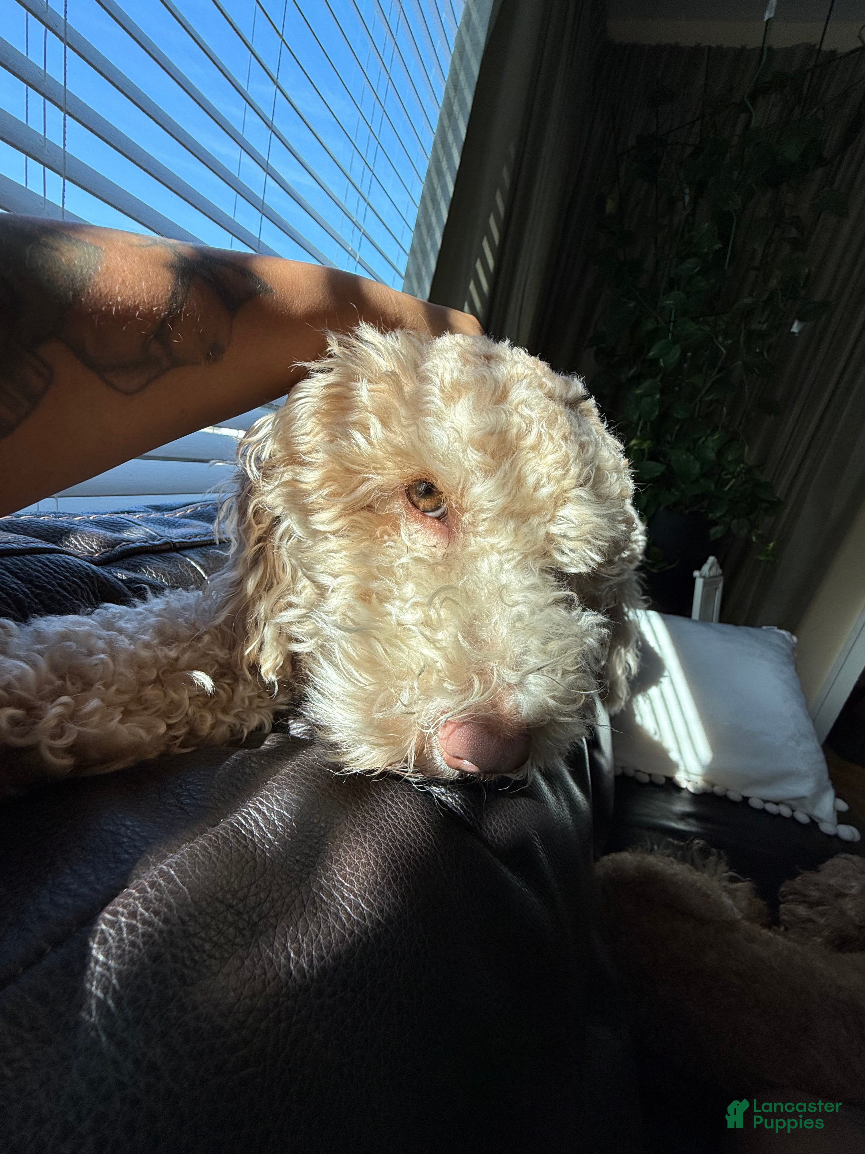 Mini Goldendoodle dogs Stud Service  - Ad 1