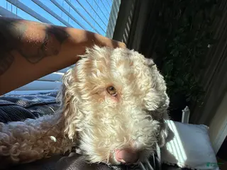 Mini Goldendoodle dogs Stud Service - Ad 4