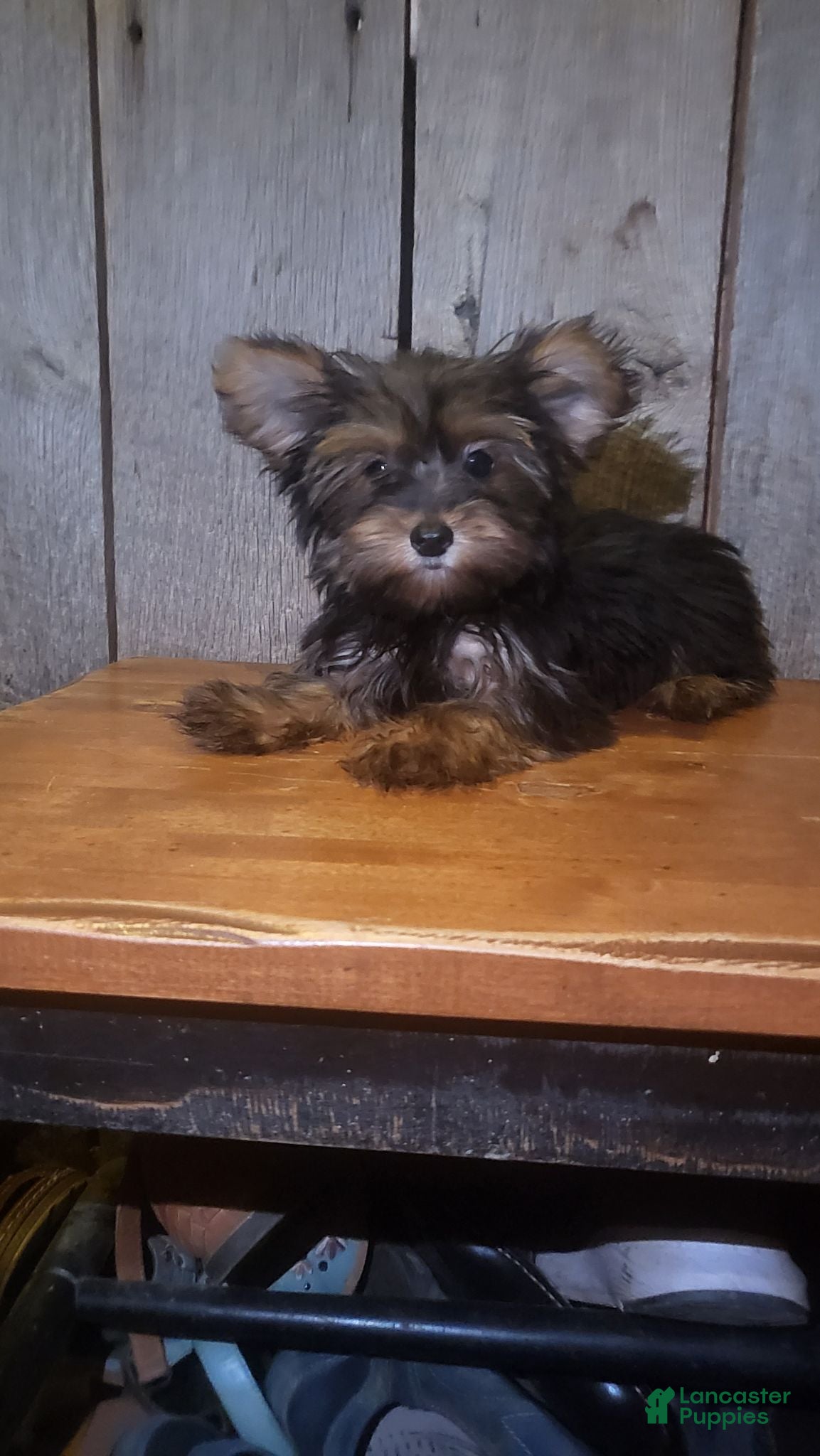 Yorkshire Terrier dogs Wes - Ad 2