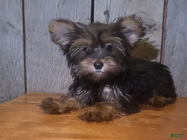 Yorkshire Terrier dogs for sale: Wes - Ad 2