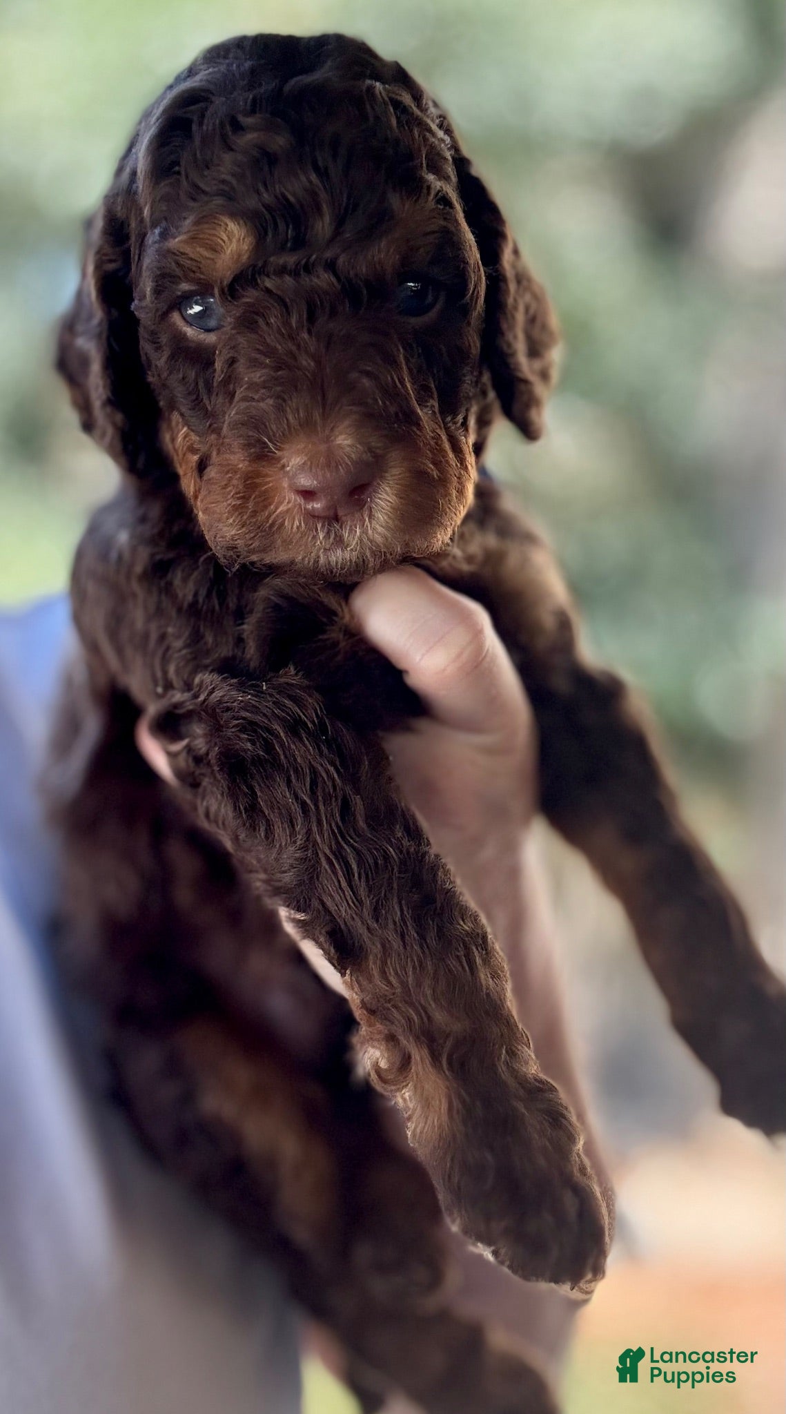 Mini Goldendoodle dogs for sale: Mini Goldendoodle “ Anthem “ - Ad 2