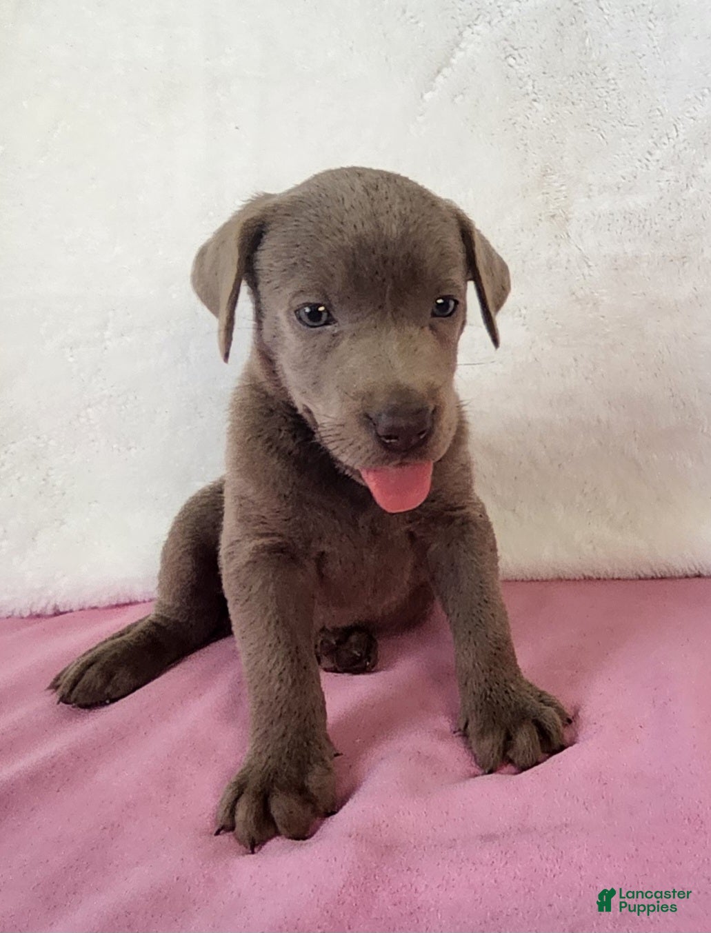 Labrador Retriever dogs Rosa - Ad 1