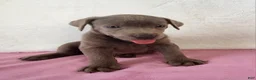 Labrador Retriever dogs for sale: Rosa - Ad 1