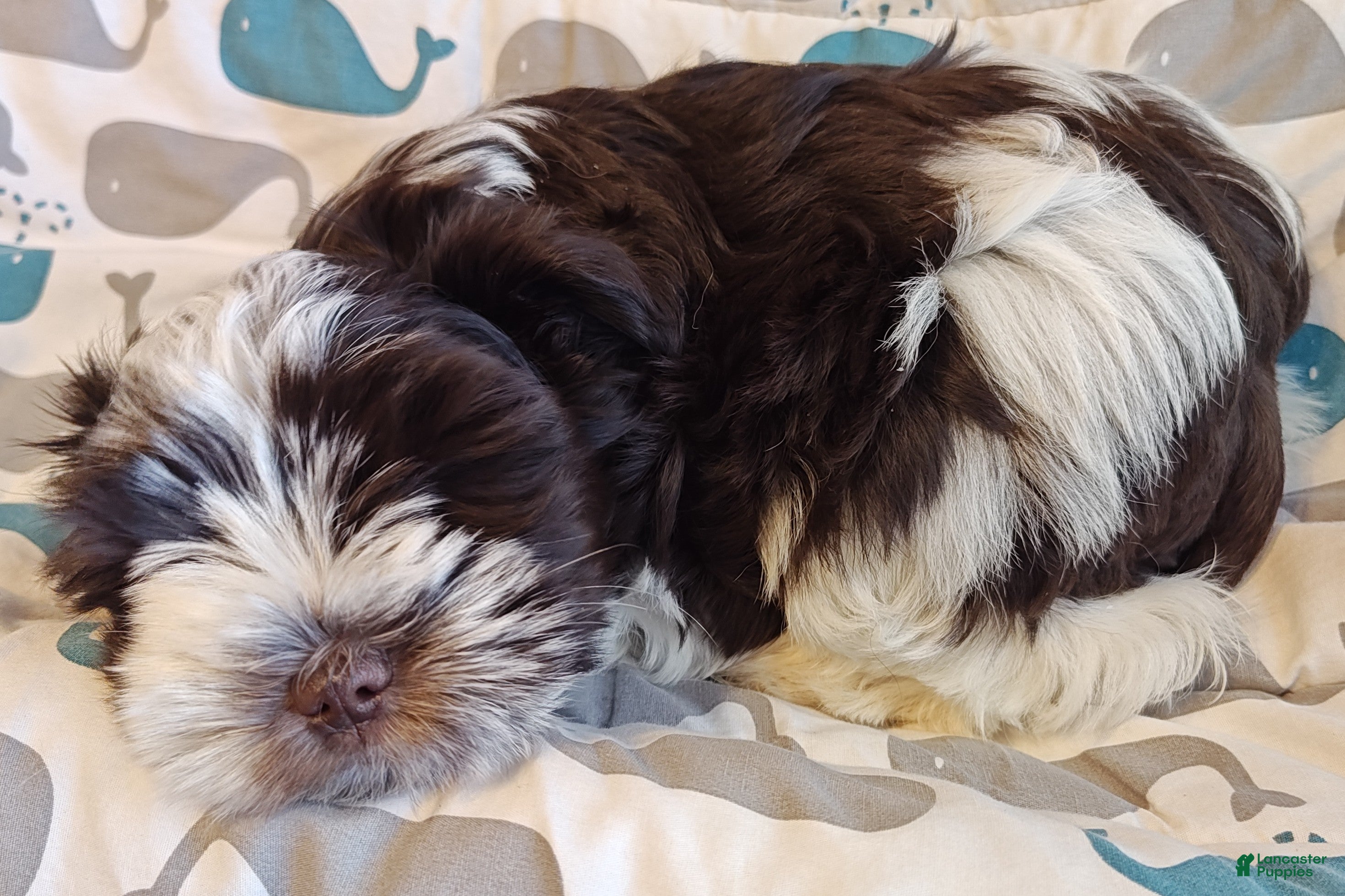 Miniature Schnauzer dogs Miniature Schnauzer Girl 2 - Ad 2