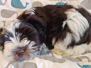 Miniature Schnauzer dogs Miniature Schnauzer Girl 2 - Ad 2