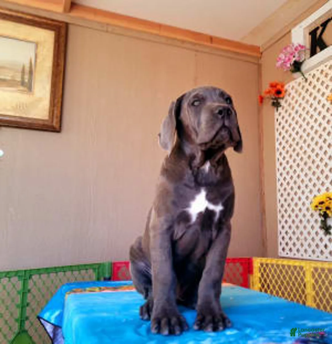 Gallery Image {{count}}