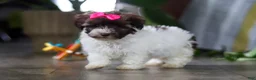 Havanese dogs for sale: Lily - Ad 2